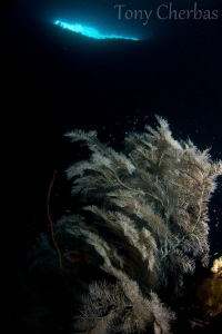 Farondi Cave, Raja Ampat by Tony Cherbas 